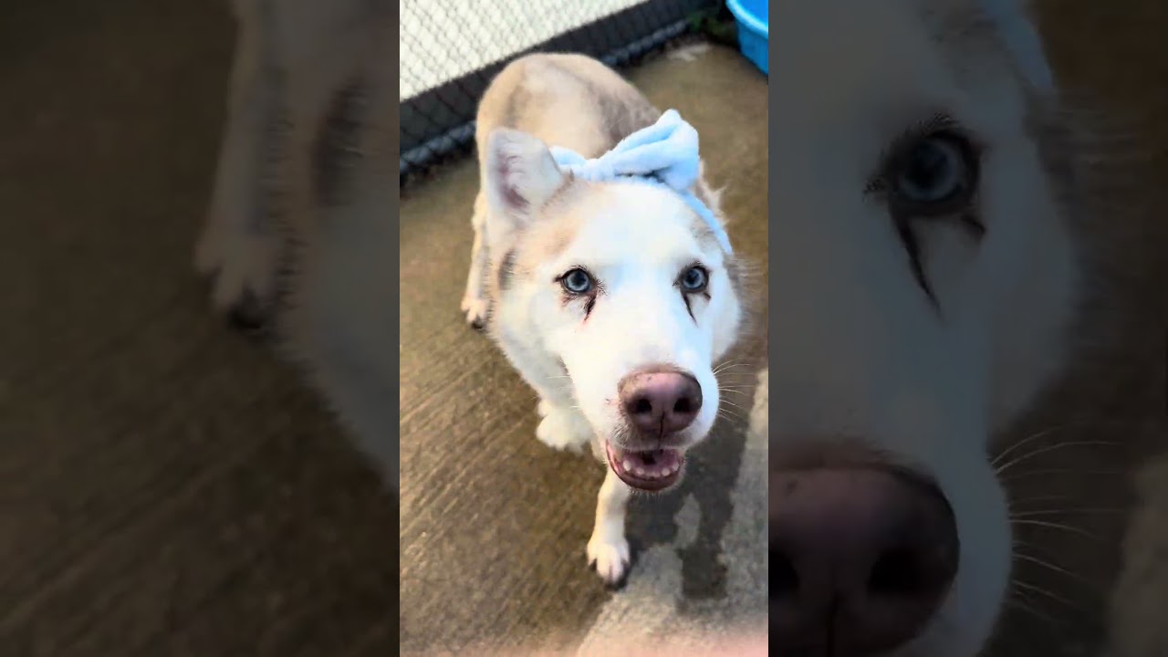 Stella's Video 2