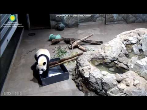 2017.04.04 Bei Bei - are you constipation?