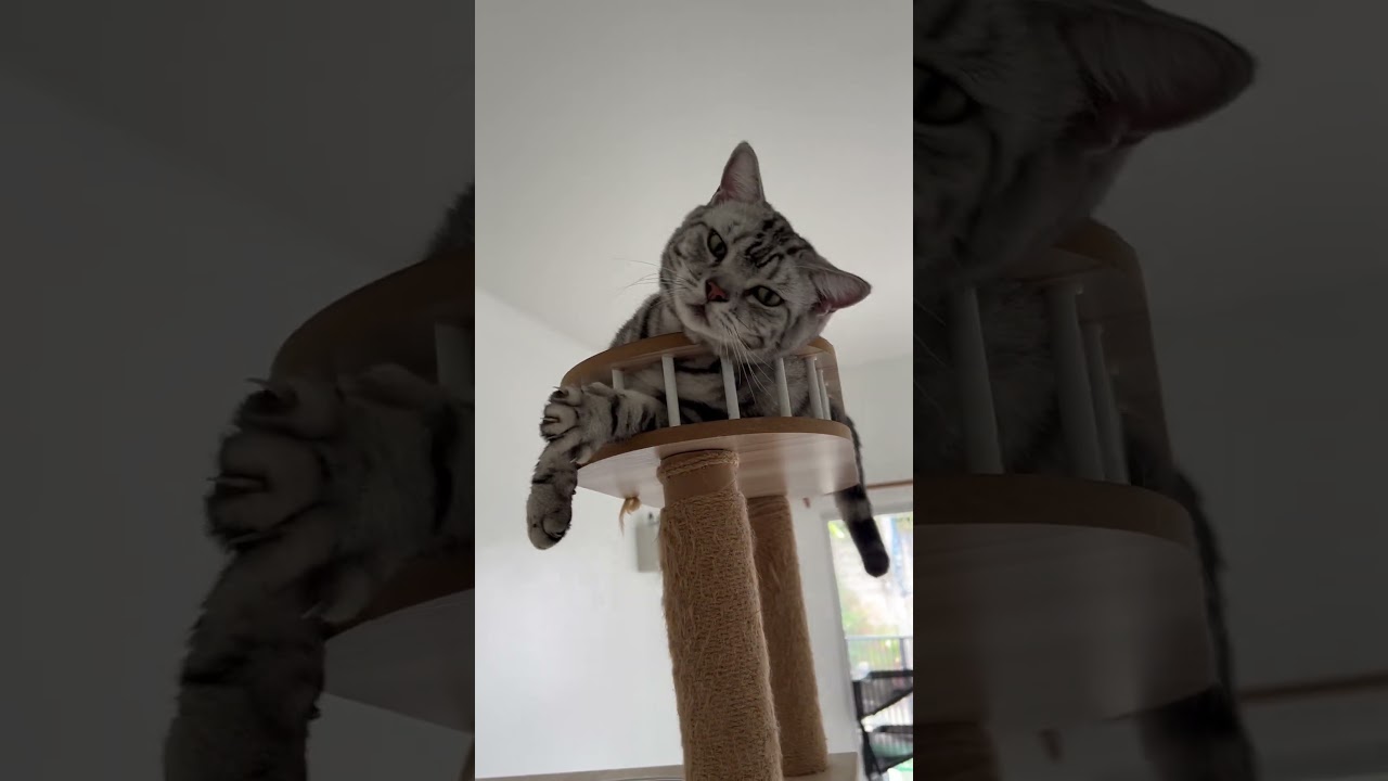 おでぶ猫さんがキャットタワーの1番上に乗ってる