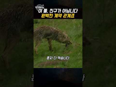 코요테와 오소리가 같이 사냥하는 이유