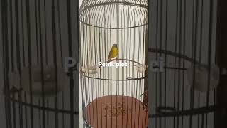 Download lagu pancingan pleci nembak wik wik wek mp3