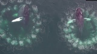 video: Humpback whales herd fish using spiralling columns of bubbles 