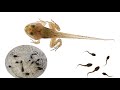 Tadpole Wildanimals Fog Yongsieutv Mo4ke