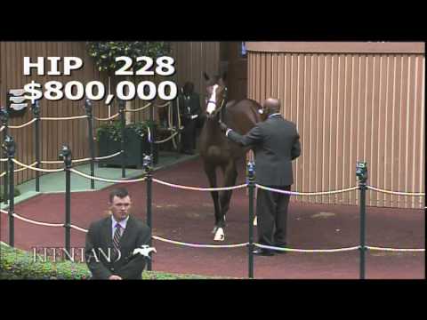 2014 September Yearling Sale - Hip 228 (War Front - Score)
