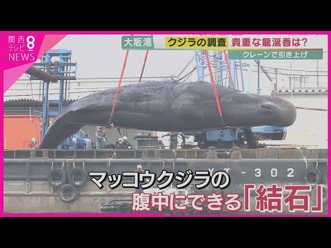 関西テレビ「報道ランナー」龍涎香特集のサムネイル