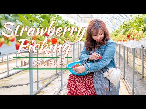 Paju Day Trip: Korea Strawberry Farm + Heyri Art Village