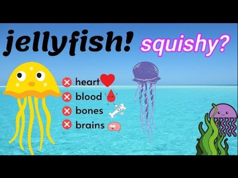 Jellyfish for Kids | Learn more about jellyfish for Kids