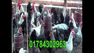 ফাউমি মুরগী পালন করে সাবলম্বি হন