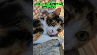三毛の子猫ファミリー計画その18  ついににゃんちぃが！触らせてくれた！🥹😺 #ニャンキー #保護猫 #三毛猫 #子猫 #子ネコ #猫のいる暮らし #cat #ねこのいる生活