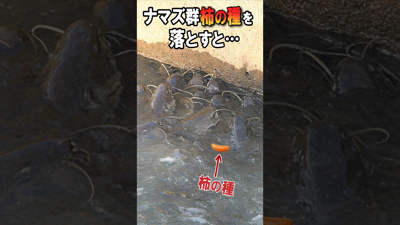ナマズ群に柿の種を落としたら…