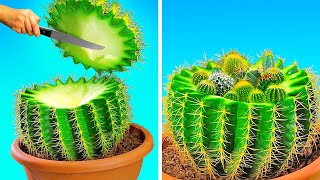 Easy Cactus Care, Indoor Plants, Gardening Tips For Beginners