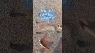 #short #海の声 #海が好き #日本海 #山形県 #庄内の海 #実写動画