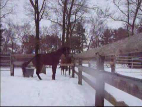 Suffolk Downs Thoroughbreds at Blazing Saddles (winter 2008)