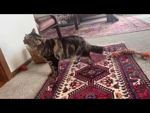 He likes playing with feathers  