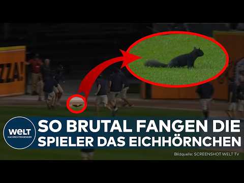 Video Thumbnail: TIERISCHER SPASS: Baseball wird zur Tierjagd! Eichhörnchen stürmt das Spielfeld