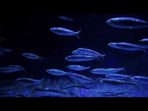 _Under_Water_Secrets....Animal's Story