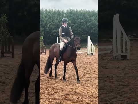 ~ Exceptional 138cm 5yo registered Class 1 Connie - Image 2