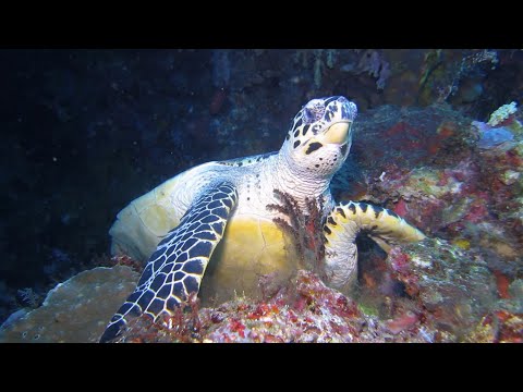 Diving in Indonesia North Sulawesi 2022