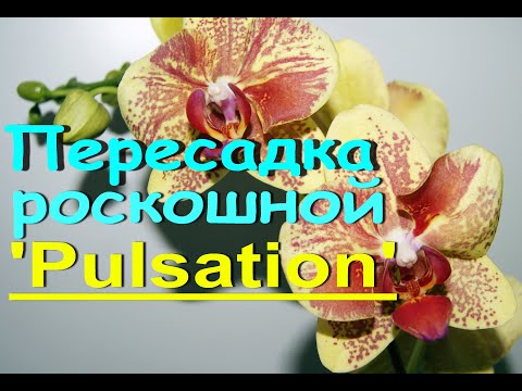 КОРНИ и ПЕРЕСАДКА необычной "ПУЛЬСАЦИИ"+состояние ЧЕРЕЗ НЕДЕЛЮ.Орхидея phalaenopsis 'Pulsation".