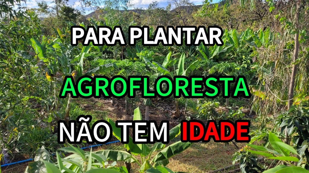 Plante agrofloresta , não importa sua idade!!