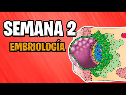 ✅ SECOND WEEK | EMBRYOLOGY  📚 BILAMINE EMBRYONIC DISC | EMBRYONIC DEVELOPMENT