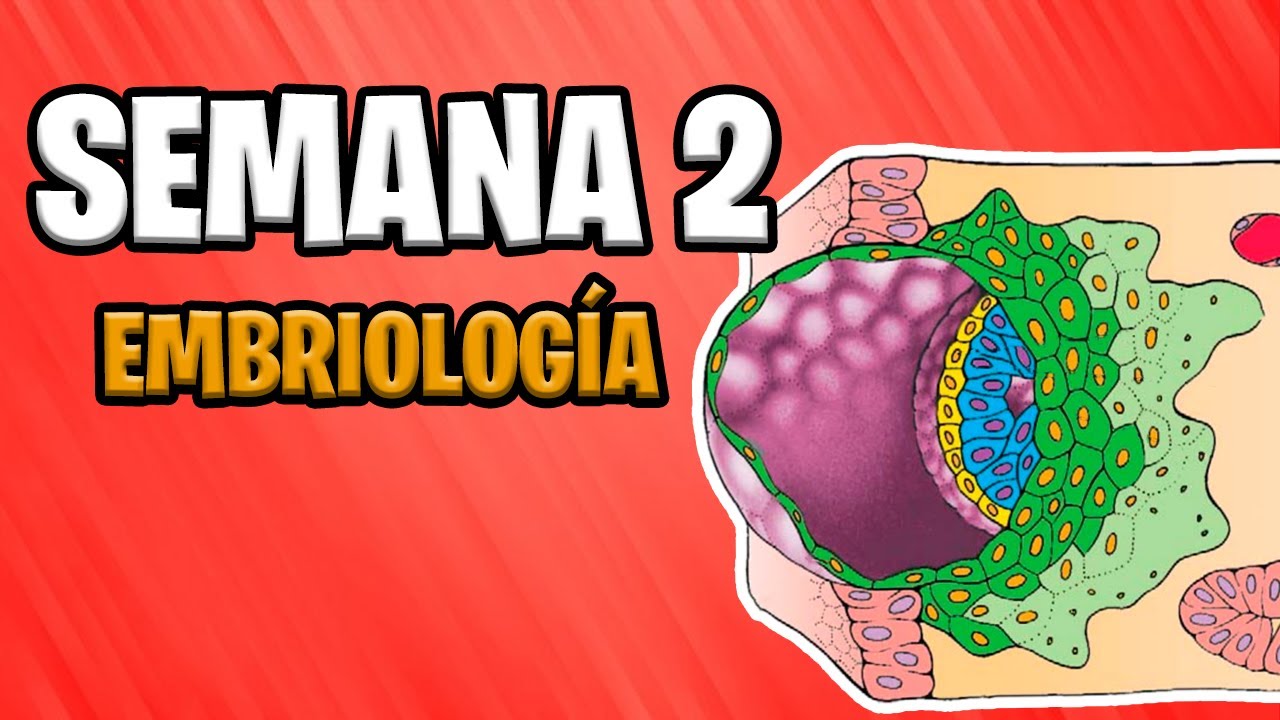 ✅ SECOND WEEK | EMBRYOLOGY  📚 BILAMINE EMBRYONIC DISC | EMBRYONIC DEVELOPMENT