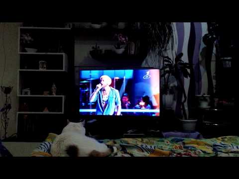 Pierre de Paris.  Voice. Russia. 14.11.14.