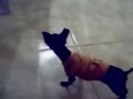 Cachorro Com Medo Do Próprio Reflexo