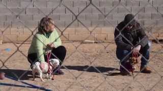 preview picture of video 'Curso de adiestramiento canino en Los Infiernos 09'