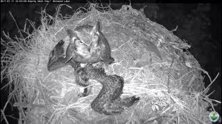 GHO kills second Belwood Lake Osprey chick. 22.50 / 11 July 2017