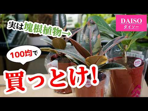 ゴムの木 植物