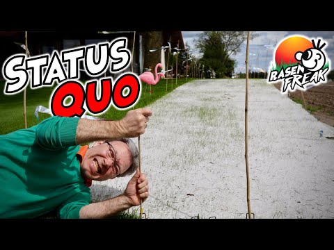 ZWISCHENBILANZ: organische DÜNGUNG, blühende GRÄSER, WOLLRASEN, POA ANNUA⎮die RASENFREAK Rasenfläche