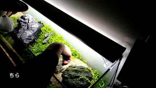 まったく参考にならない水草トリミング収穫方法