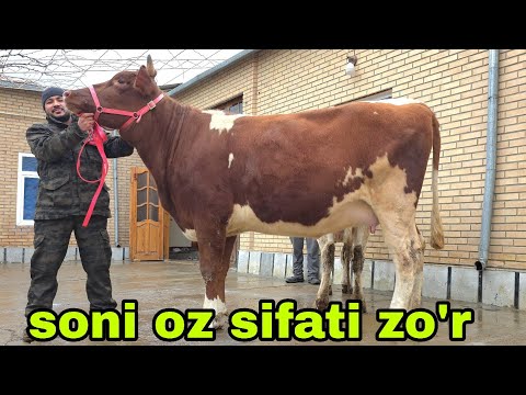 Buxoro arzonchisi Mizrobjon va Ashur akadan bugun yanada kuchlilari 11-fevral, 2026