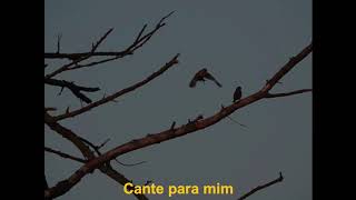 Fleet Foxes - Meadowlarks