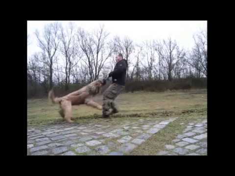 Briard: Bitte gut festbeissen vorm Abheben