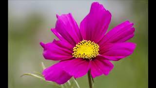 Prision de amor - Bronco