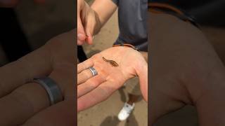 Trying Grasshoppers for the First Time 🇺🇬