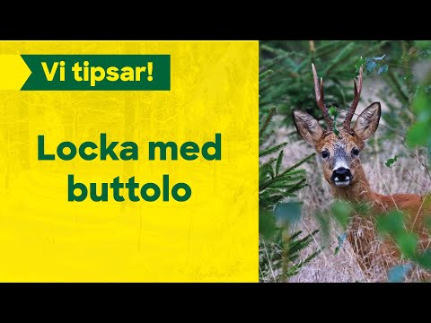 Locka med buttolo!