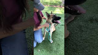 Video preview image #1 German Shepherd Dog Puppy For Sale in Pasadena, CA, USA
