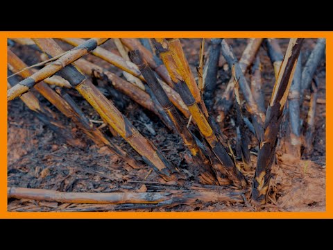 15 acre sugarcane plantation set ablaze in row over Nyakach-Nyando border