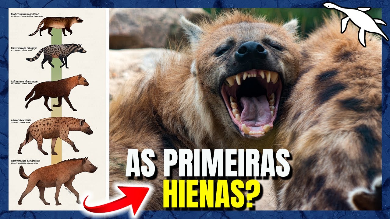 A EVOLUÇÃO INSANA das HIENAS (Hyaenidae)
