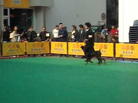 BOB - Doberman Part 3 (Dog Show 14 Dec 2008)