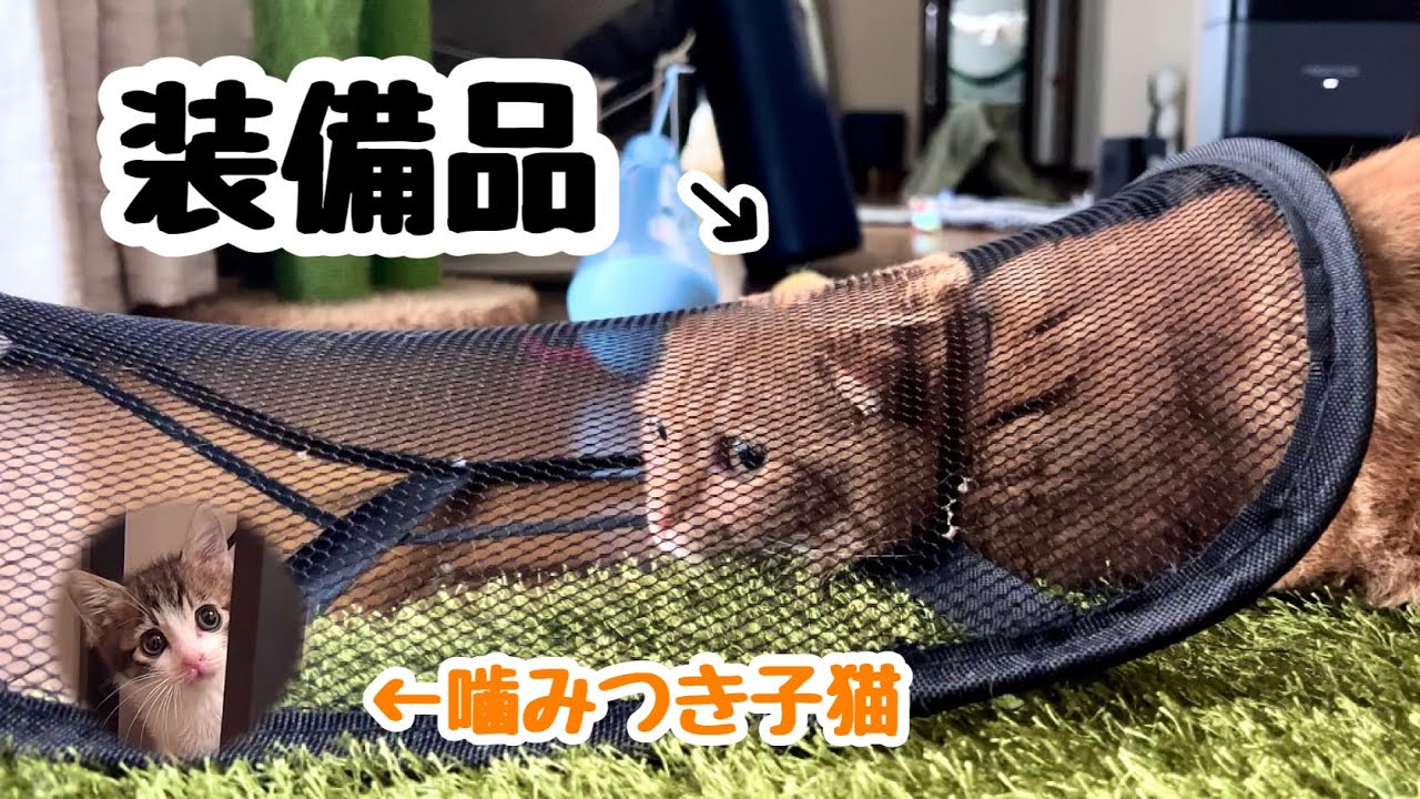 新入り子猫に噛みつかれ、メッシュに隠れながら近付く短足猫が可愛かったwww【預かり保護猫】
