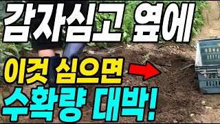 감자심고 옆에 이것 심으면 대박! 작은텃밭 이렇게 하면 수확량 대박!