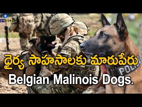 ధైర్య సాహసాలకు మారుపేరు Belgian Malinois Dogs..! | Most Preferred Dog Breed "Belgian Malinois"