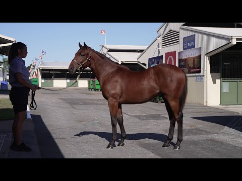 Lot 215 Tassort x Tia colt - Tipuana Farms