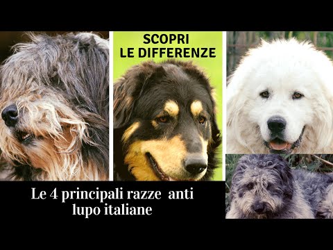 , title : 'Le 4 RAZZE da guardiania italiane Le differenze. Silano, Maremmano abruzzese, Siciliano, Fonnese.'