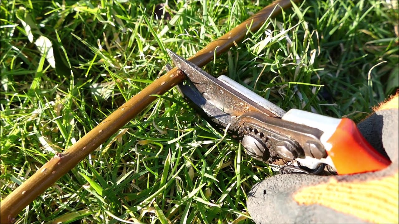 How To Take Willow Cuttings (With Time Lapse) - YouTube