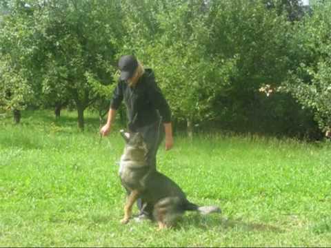 Astoria Daniel Bohemia - Obedience